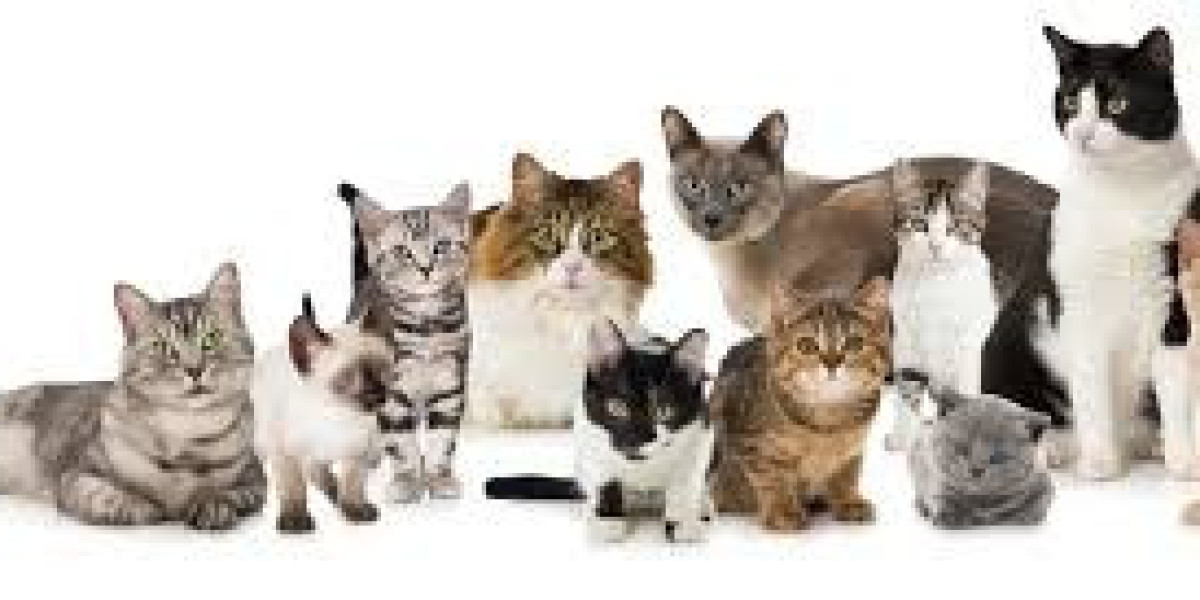 Top 5 Cat Breeds Suited for Homes in Pakistan