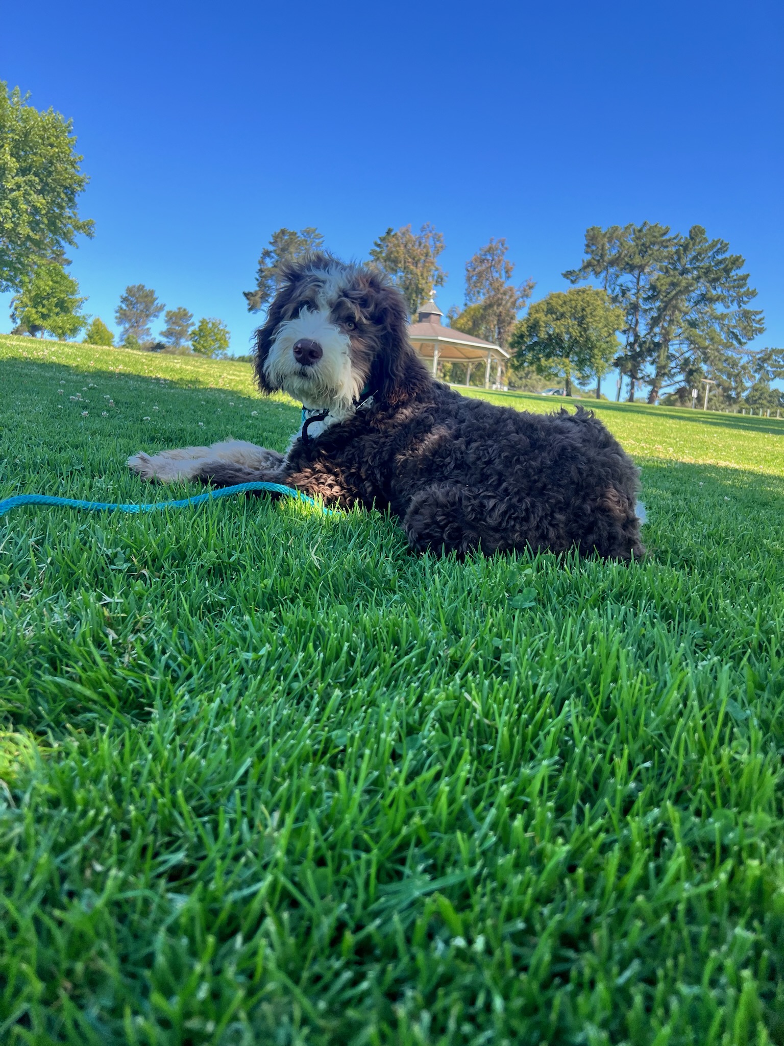 The New Way to Walk: Your Modern Lifestyle with Good Walker Hands-free Leash | Alys Puppy Bootcamp