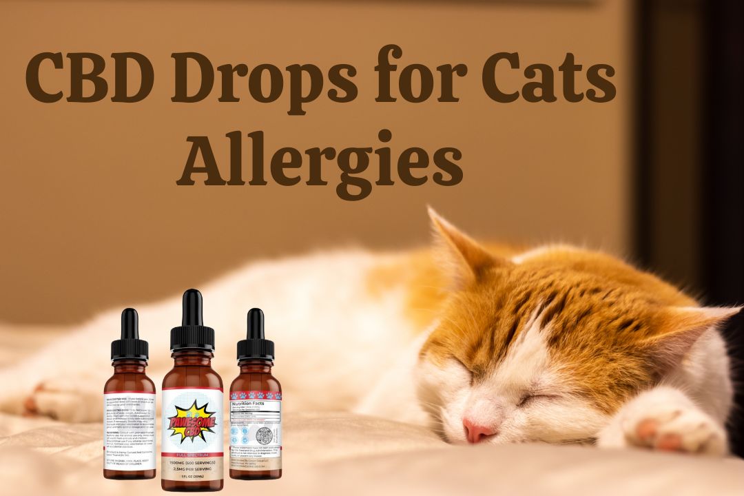 CBD Drops for Cats Allergies