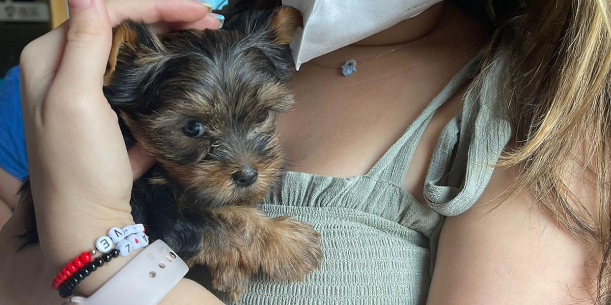 Yorkshire Terrier Kaufen: Ein Leitfaden für zukünftige Hundehalter