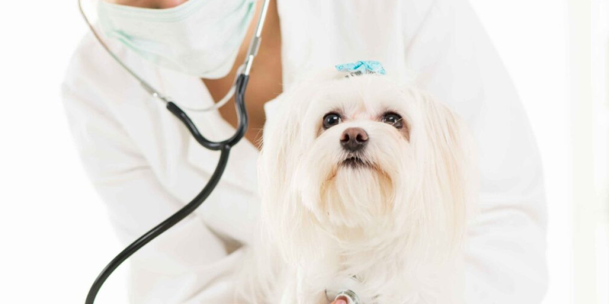 Enhancing Pet Health with Complementary Animal Therapies