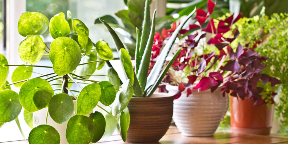 Buy Indoor Plants in Karachi – The Best Online Plant Shopping Experience