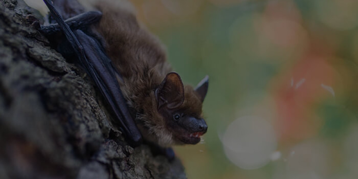Expert Pest & Wildlife Services in Richmond Hill & Markham