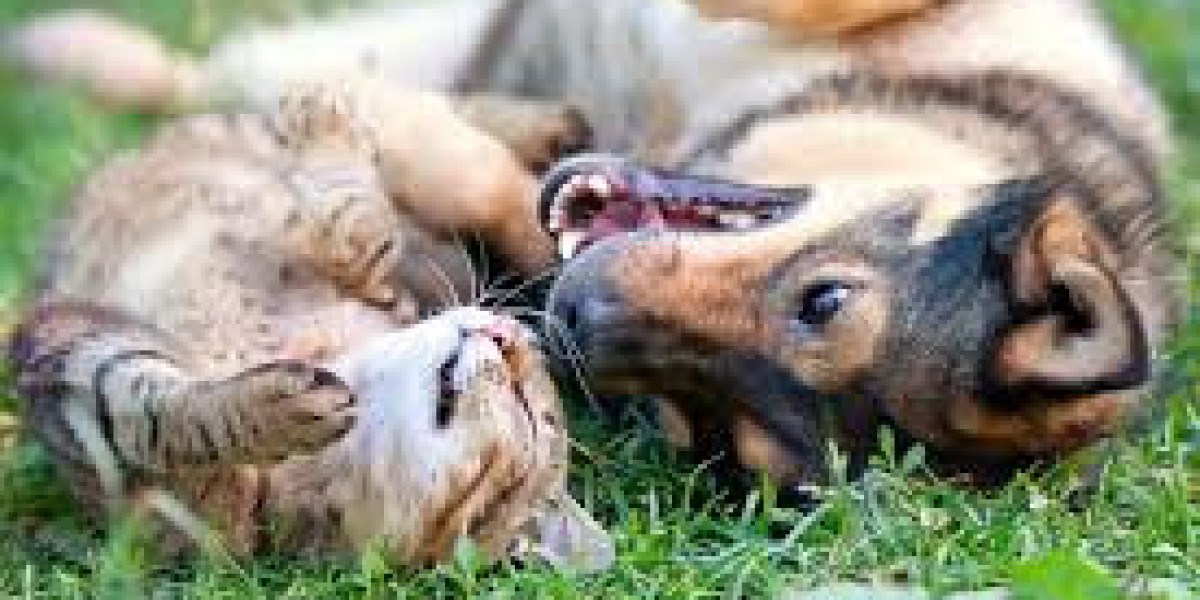 Happy Pets Start Here: Top-Rated Dog Exercise Services in Auckland for Every Breed and Size